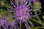 Roughleaf blazing star <BR>Tall blazing star